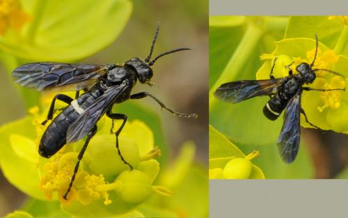 Cephaledo bifasciata bifasciata